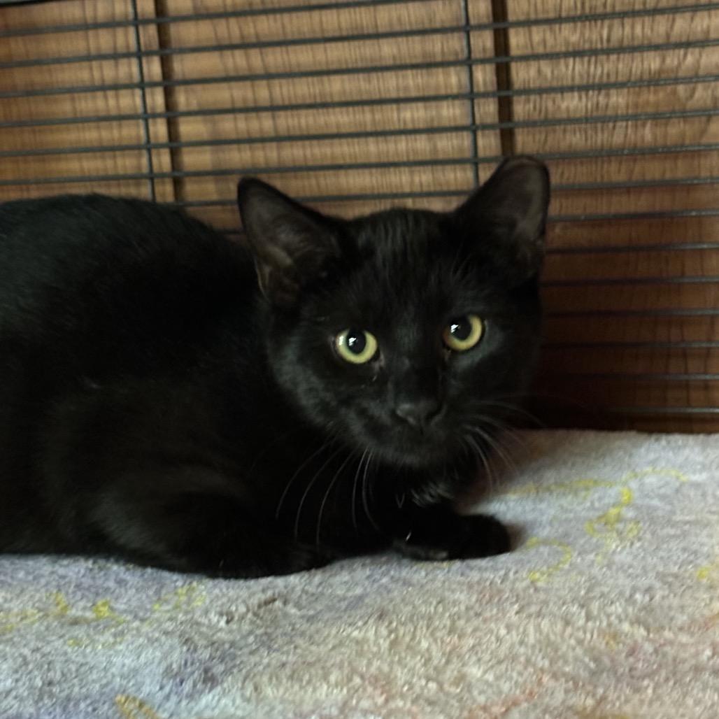 Enlarge Twilight, a Adoptable Domestic Short Hair in Hampton Bays, NY image 5/6