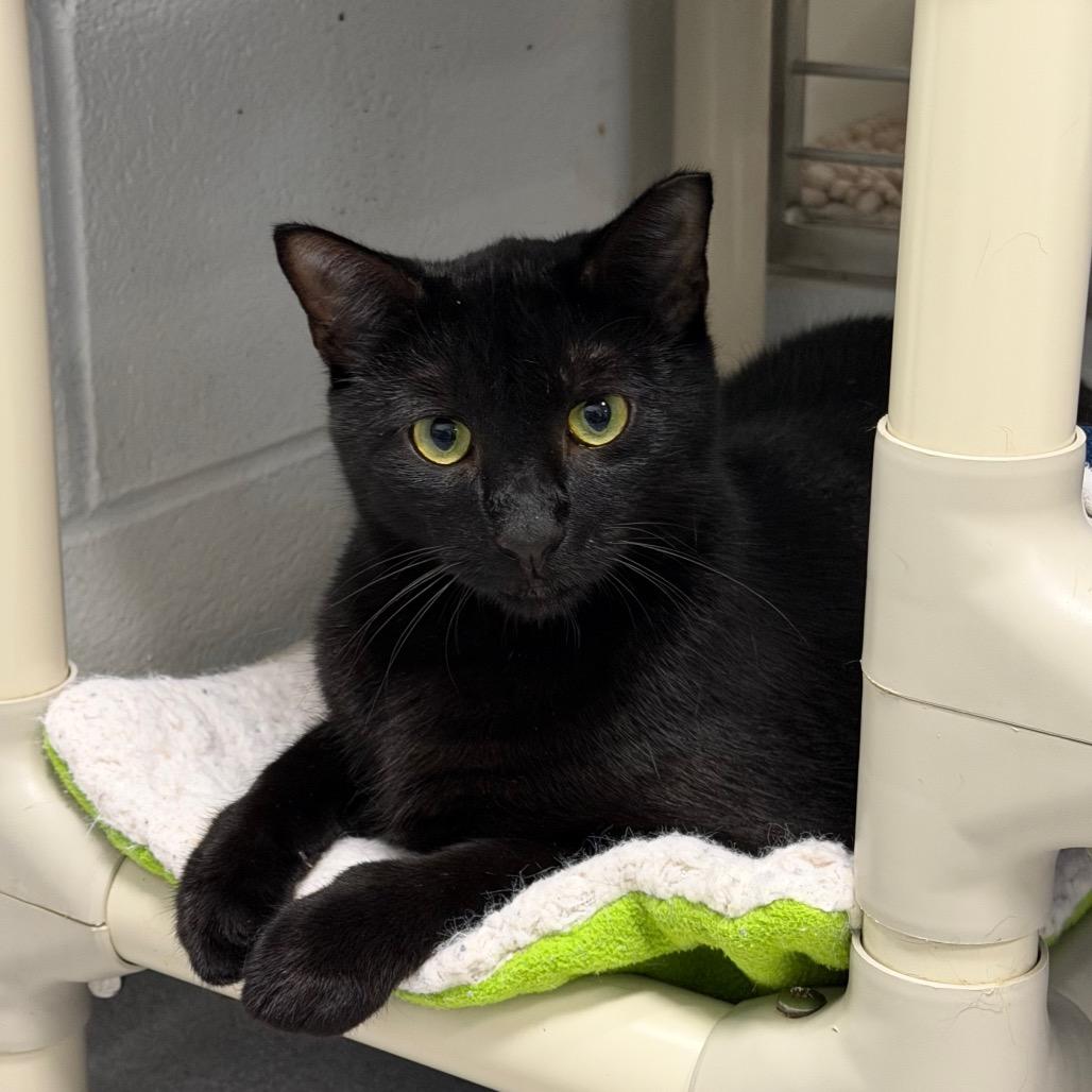 Enlarge Twilight, a Adoptable Domestic Short Hair in Hampton Bays, NY image 6/6