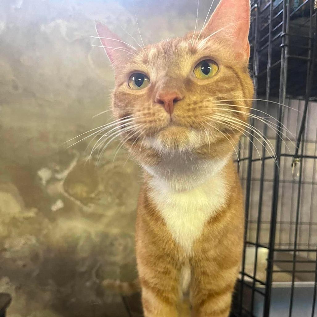 Enlarge Peaches, a Adoptable Domestic Short Hair in Philadelphia, PA image 1/6