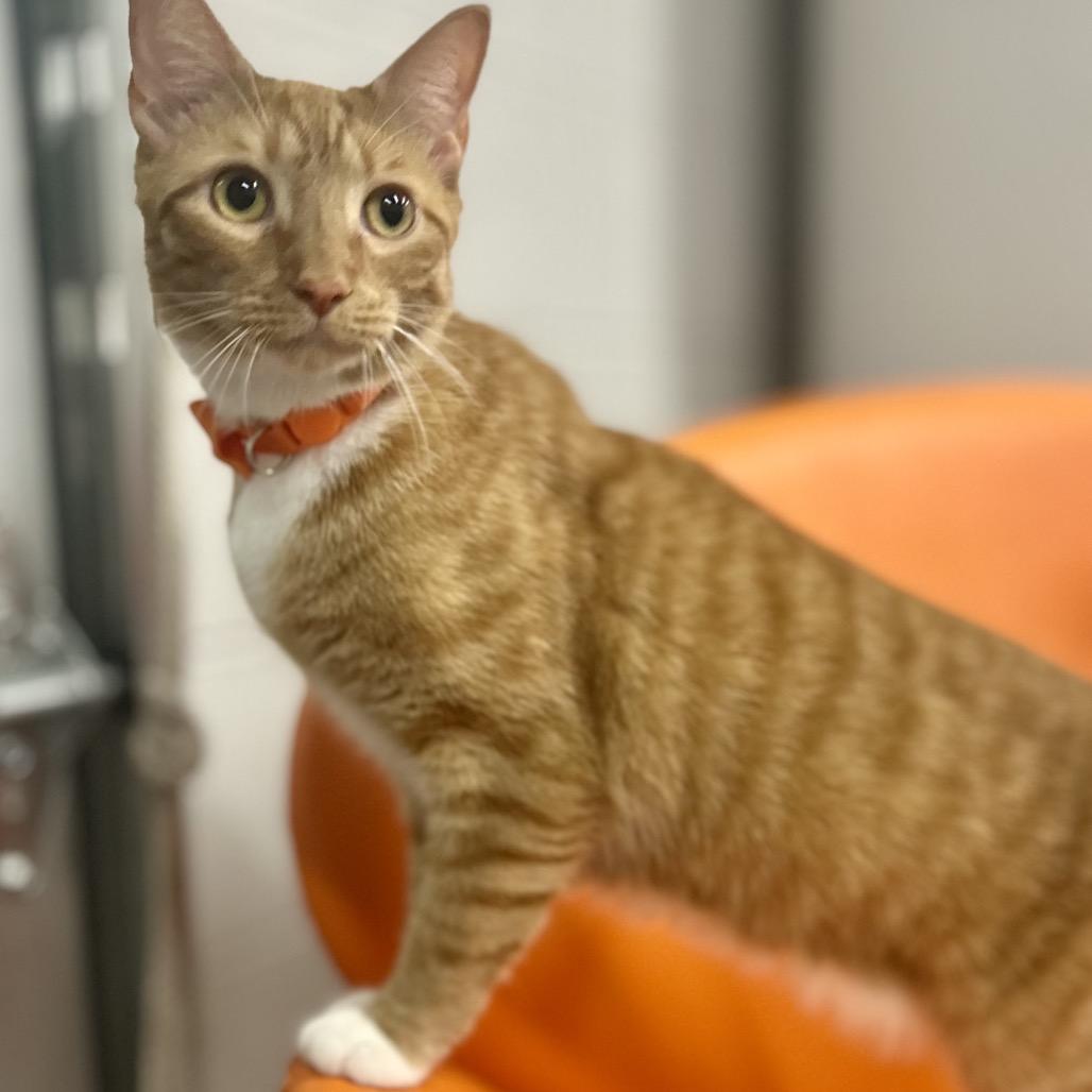 Enlarge Peaches, a Adoptable Domestic Short Hair in Philadelphia, PA image 2/6