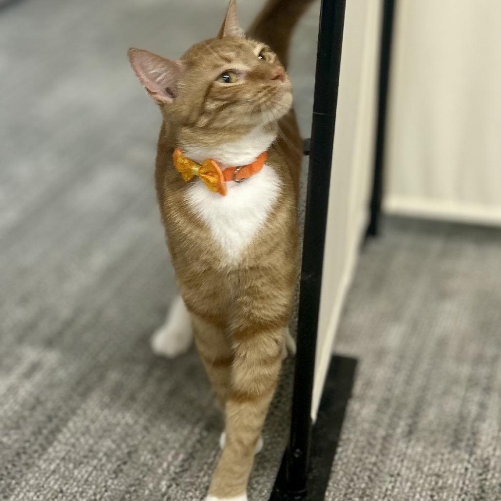 Enlarge Peaches, a Adoptable Domestic Short Hair in Philadelphia, PA image 3/6