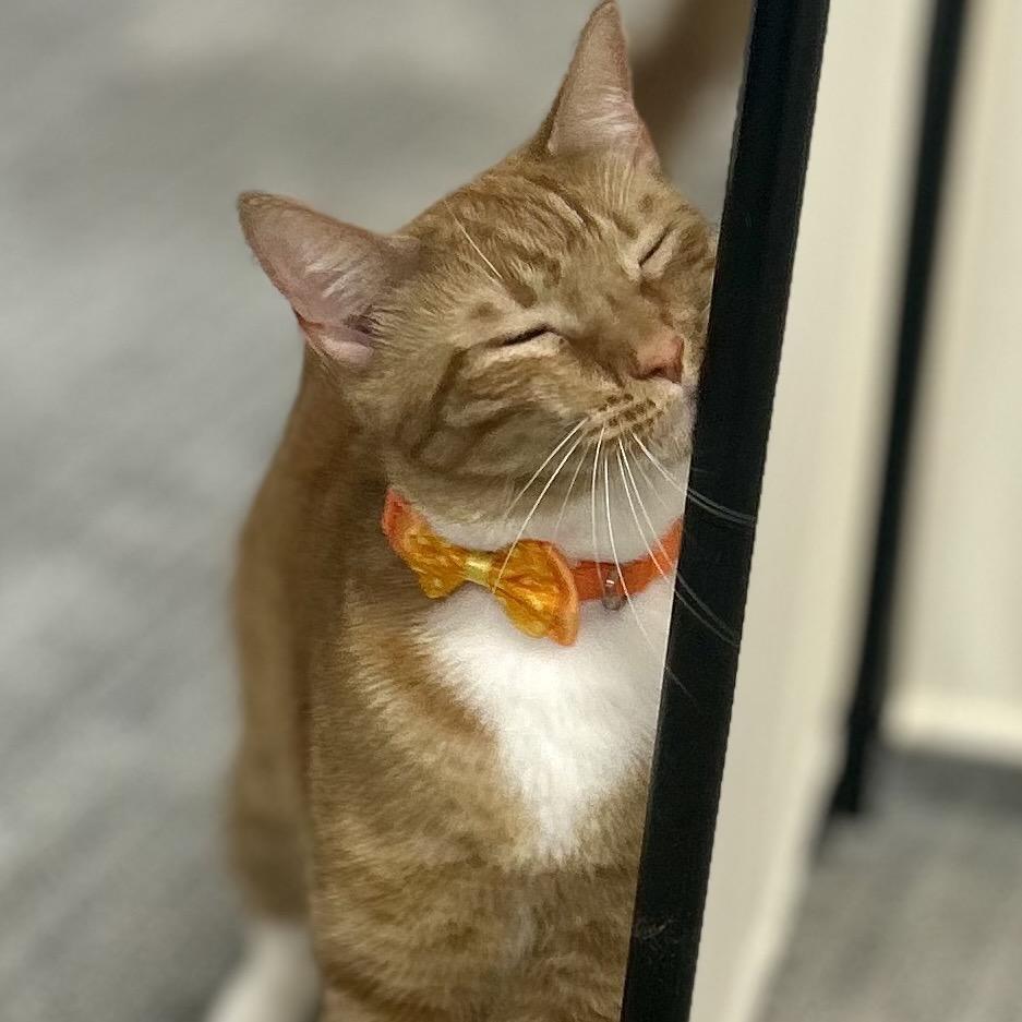 Enlarge Peaches, a Adoptable Domestic Short Hair in Philadelphia, PA image 4/6