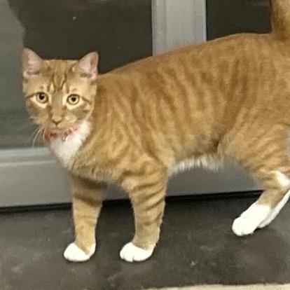 Enlarge Peaches, a Adoptable Domestic Short Hair in Philadelphia, PA image 5/6