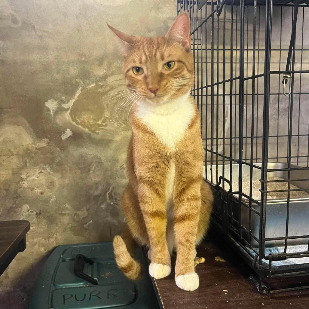 Enlarge Peaches, a Adoptable Domestic Short Hair in Philadelphia, PA image 6/6