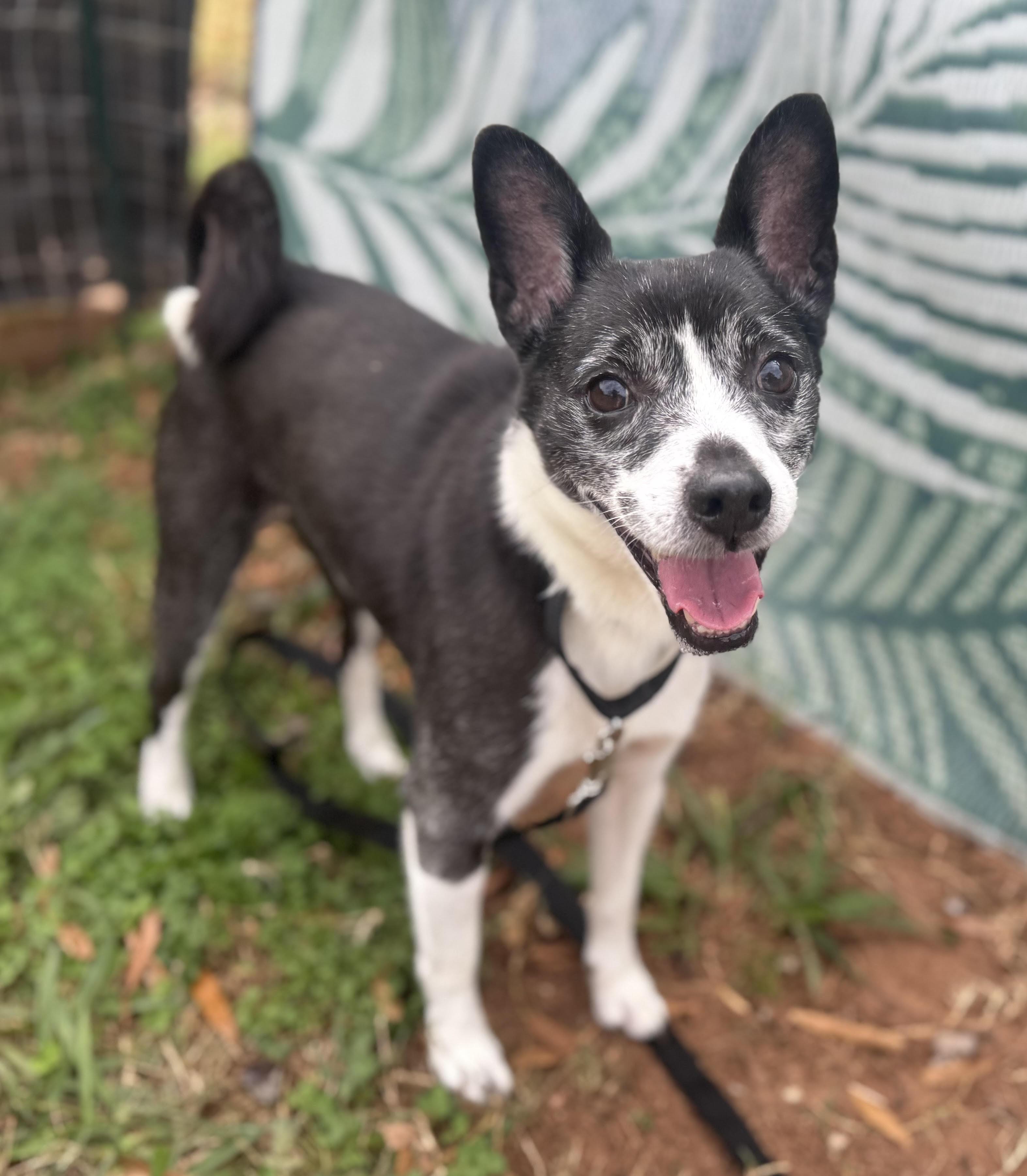Boots, a ADOPTABLE mixed breed in Maiden, NC image 3/6