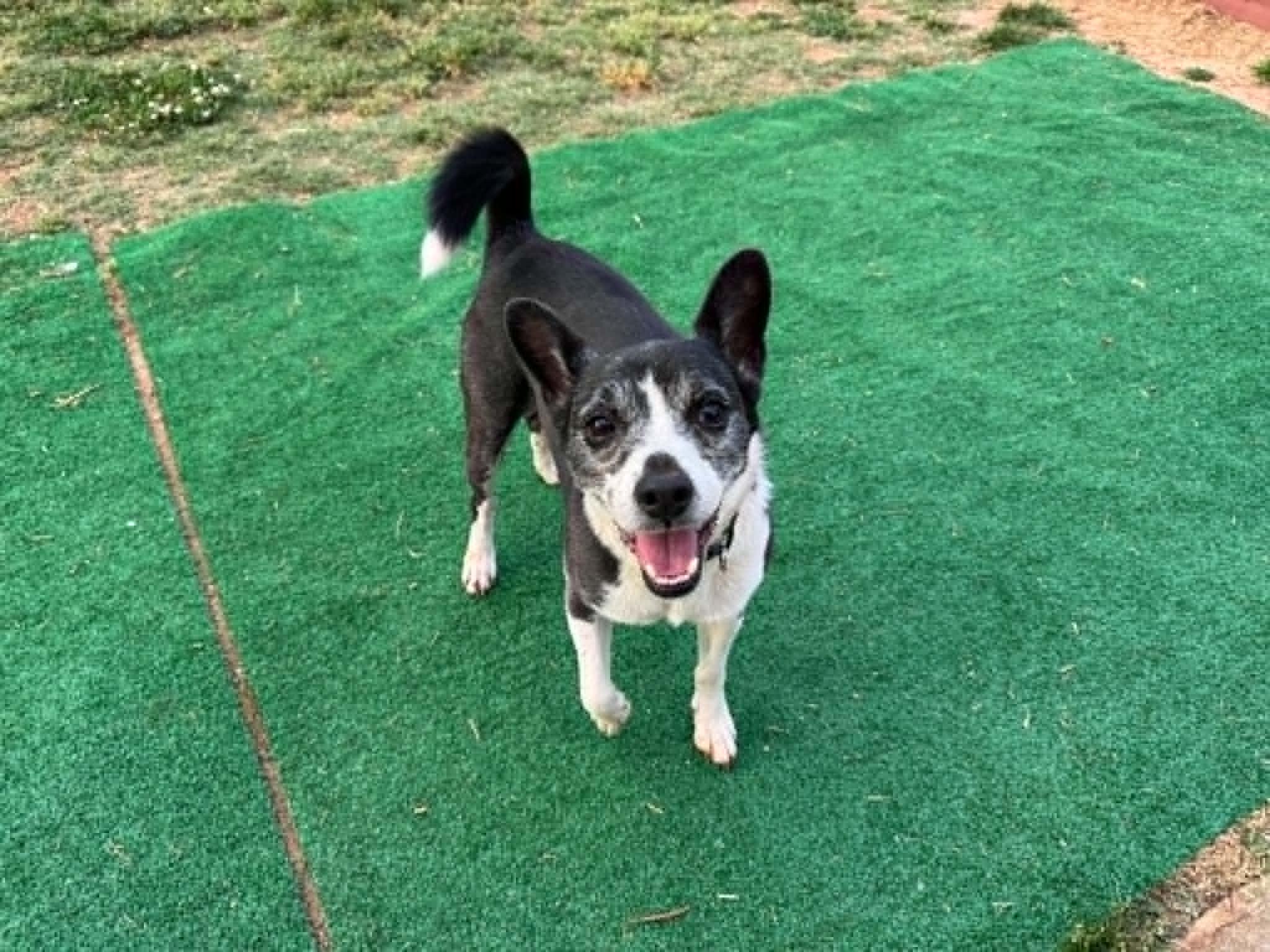 Boots, a ADOPTABLE mixed breed in Maiden, NC image 2/6