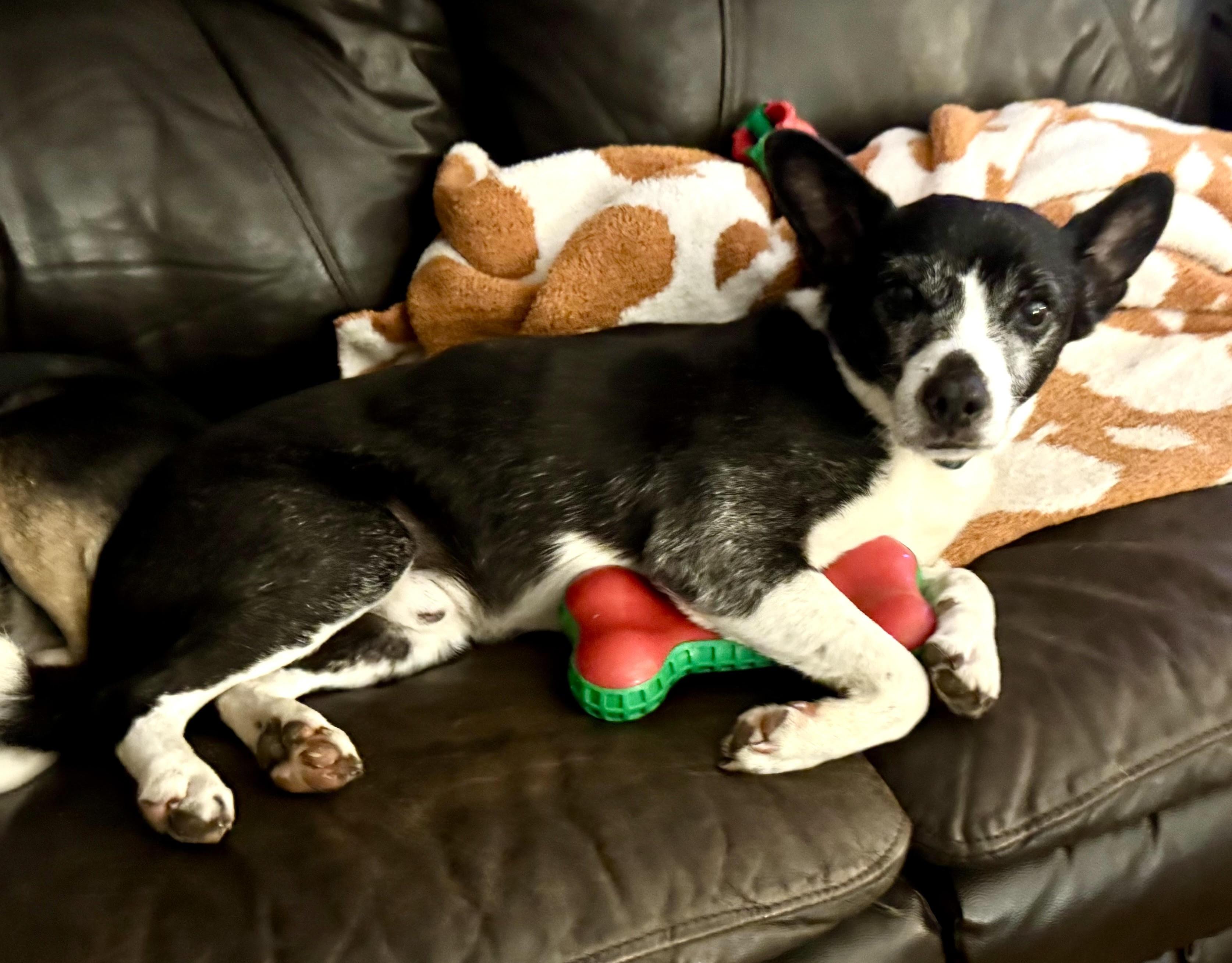 Boots, a ADOPTABLE mixed breed in Maiden, NC image 4/6