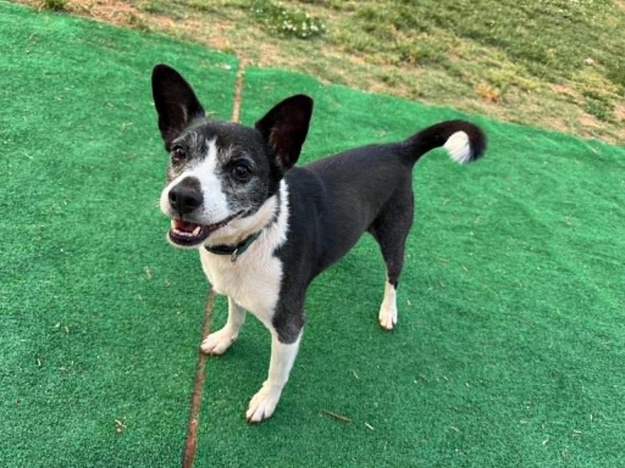 Boots, ADOPTABLE, Senior Male Terrier.