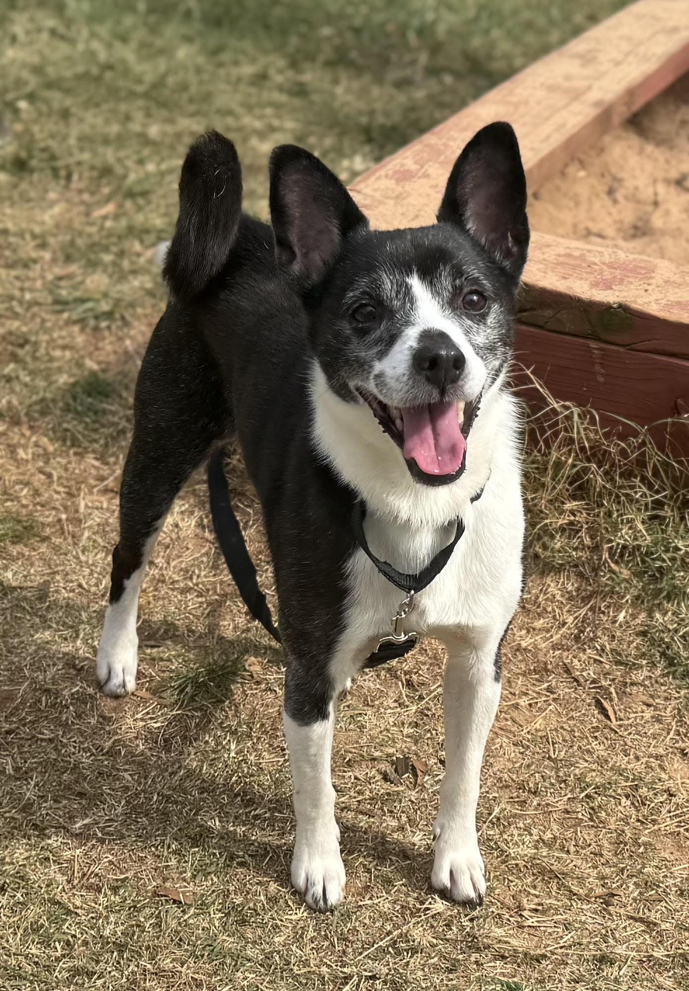Boots, a ADOPTABLE mixed breed in Maiden, NC image 5/6