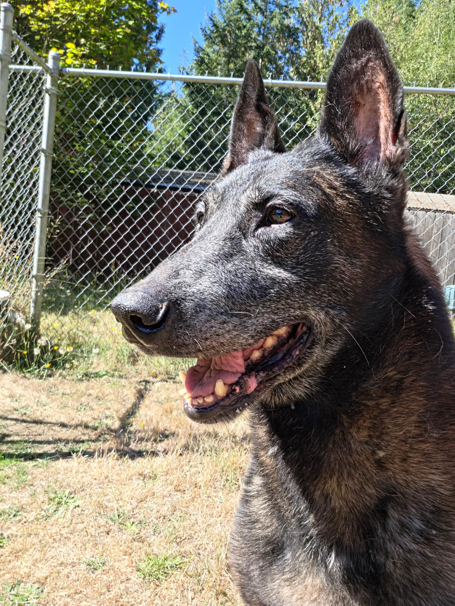 Biscuit, Adoptable, Senior Male Belgian Shepherd / Malinois & German Shepherd Dog.