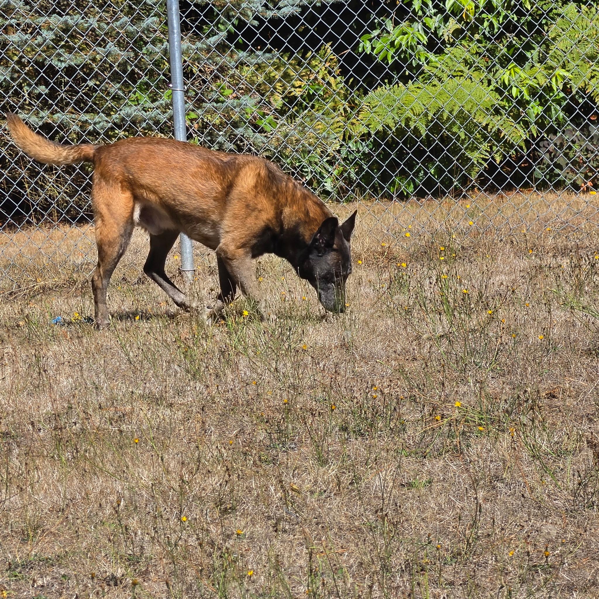 Enlarge Biscuit, a Adoptable mixed breed in Silverdale, WA image 2/3