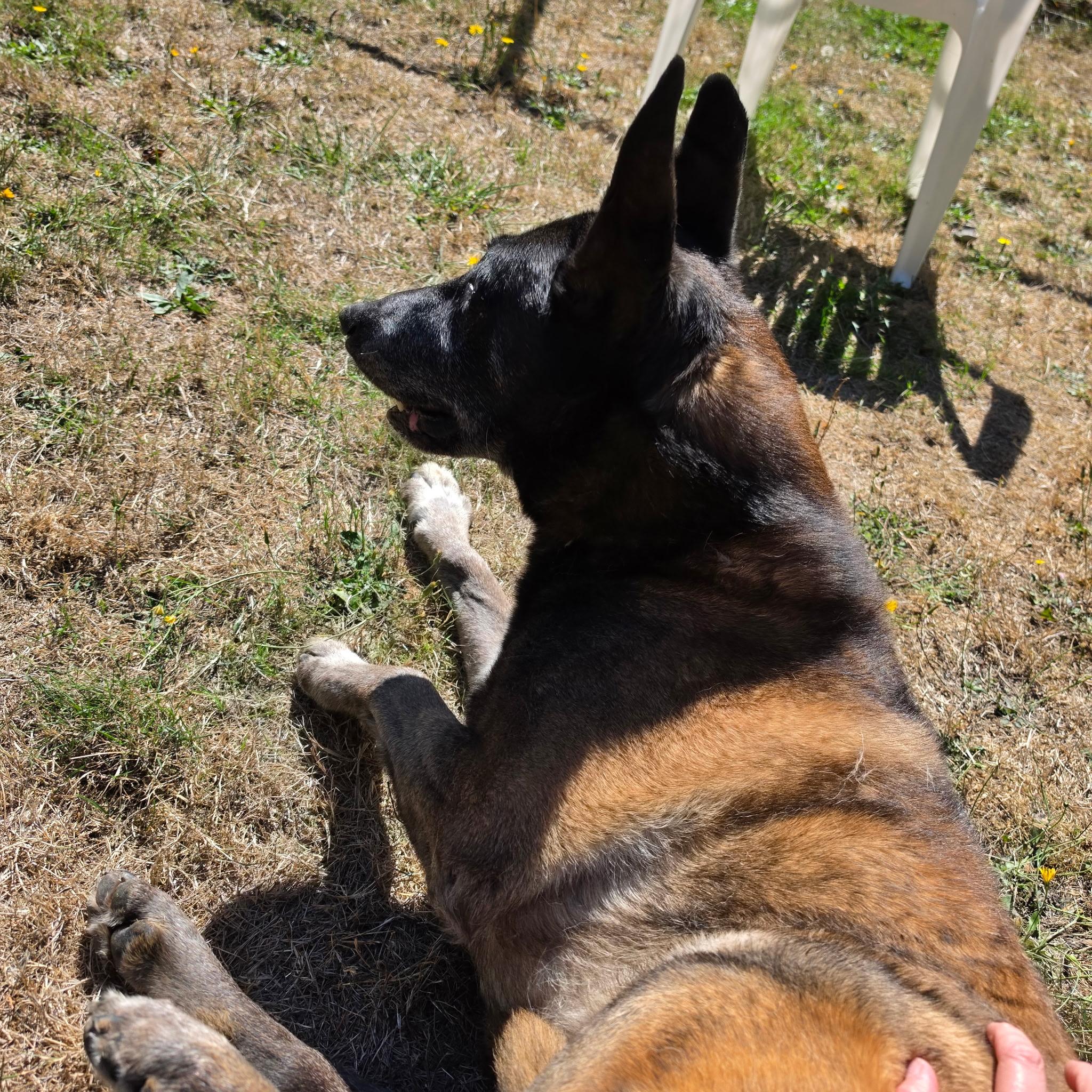 Enlarge Biscuit, a Adoptable mixed breed in Silverdale, WA image 3/3