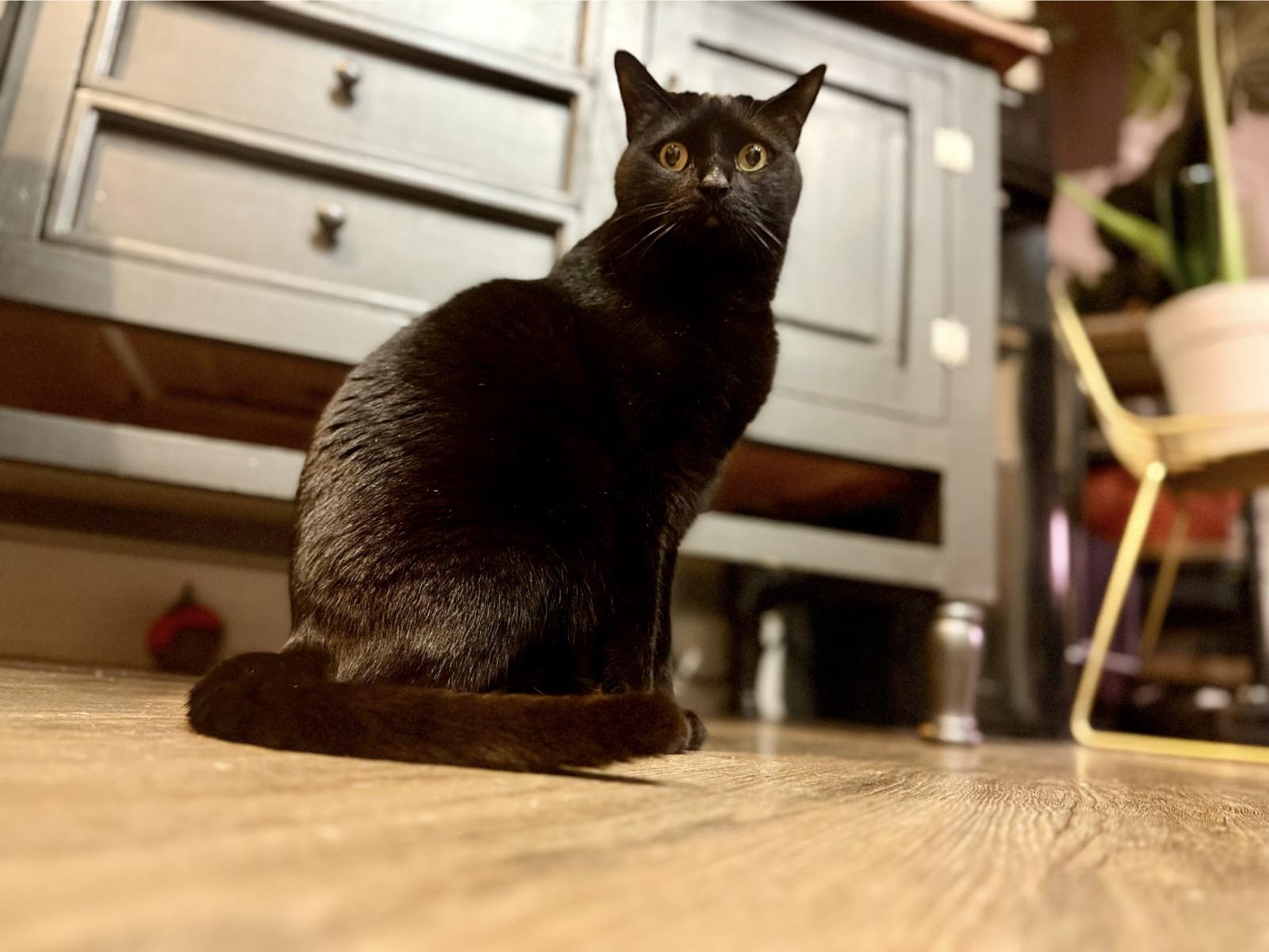 Enlarge Palmer, a Adoptable Domestic Short Hair in Mission Viejo, CA image 1/2