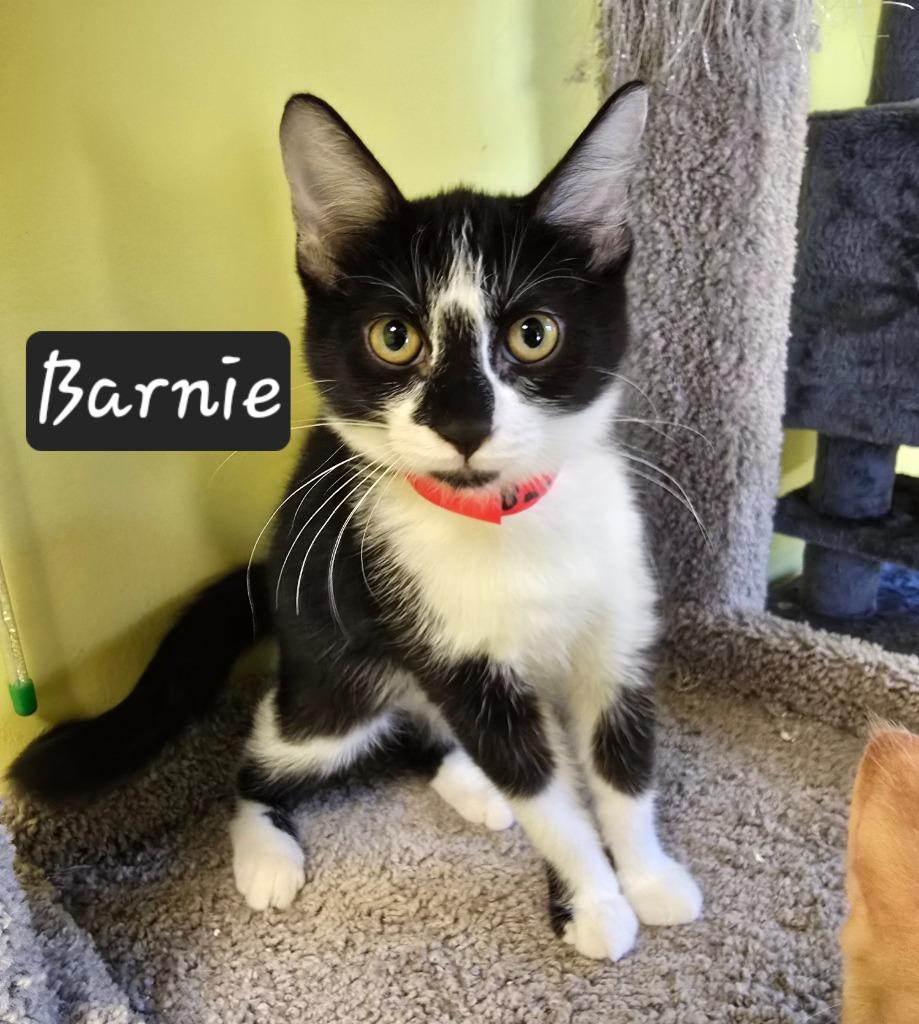 Barnie, Adoptable, Kitten Female Domestic Short Hair.