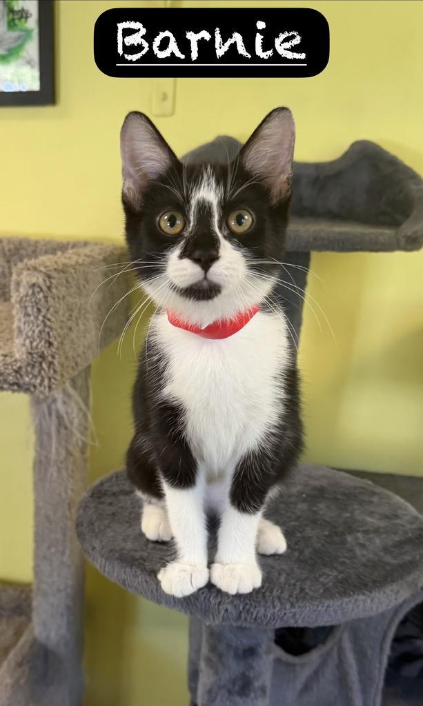 Enlarge Barnie, a Adoptable mixed breed in Maumelle, AR image 3/4