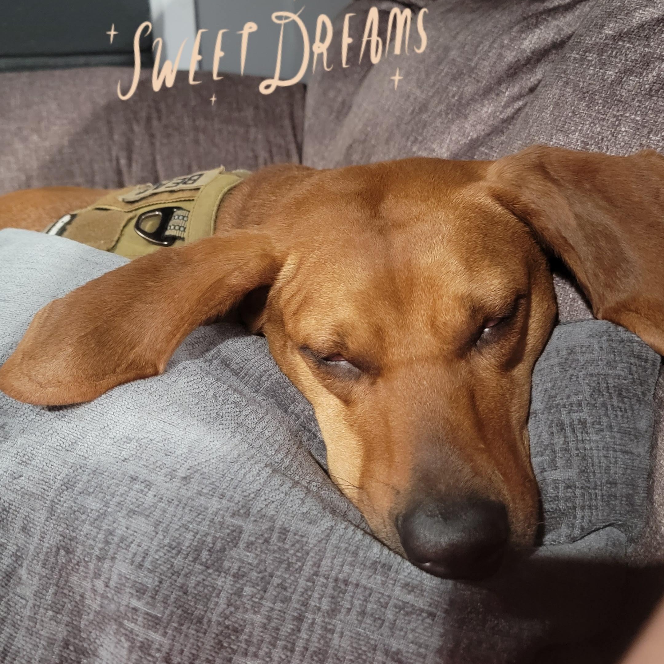 Bear - Courtesy Listing