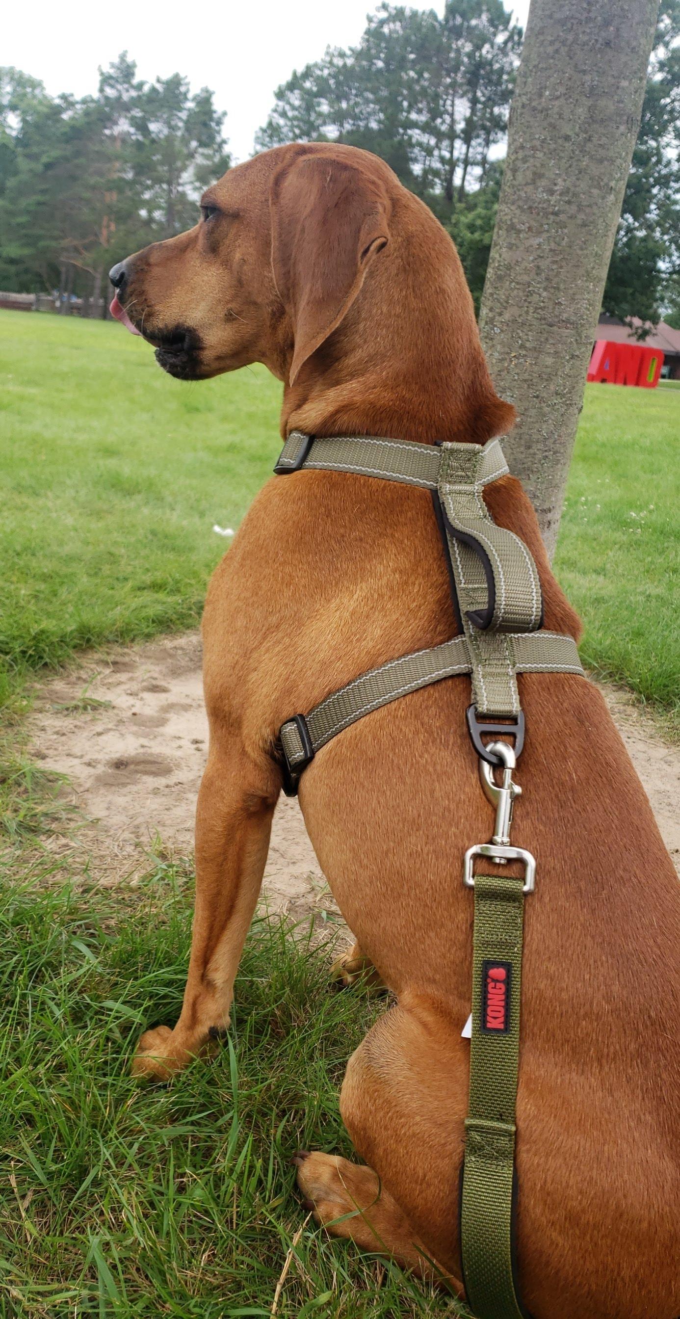 Bear - Courtesy Listing