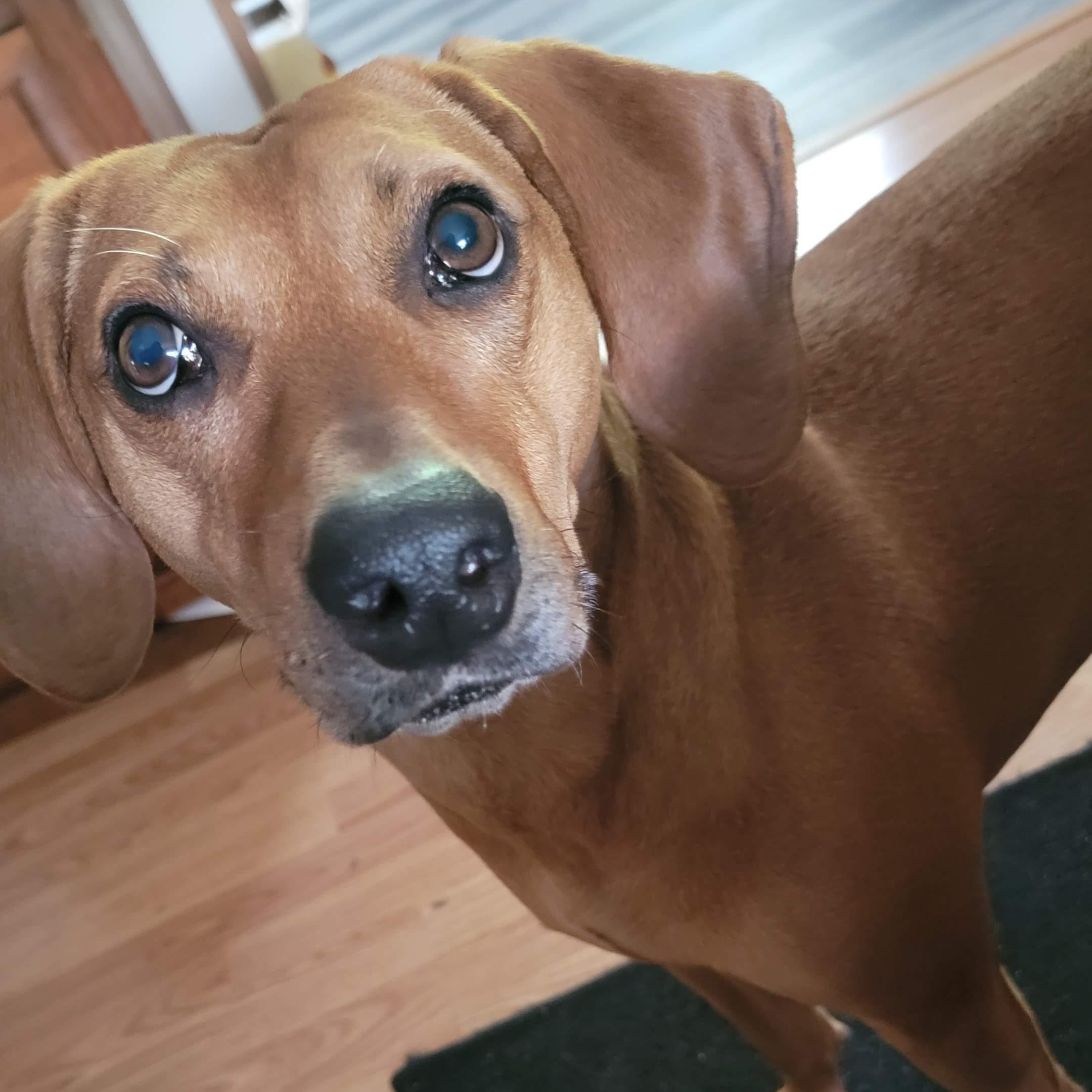 Bear - Courtesy Listing