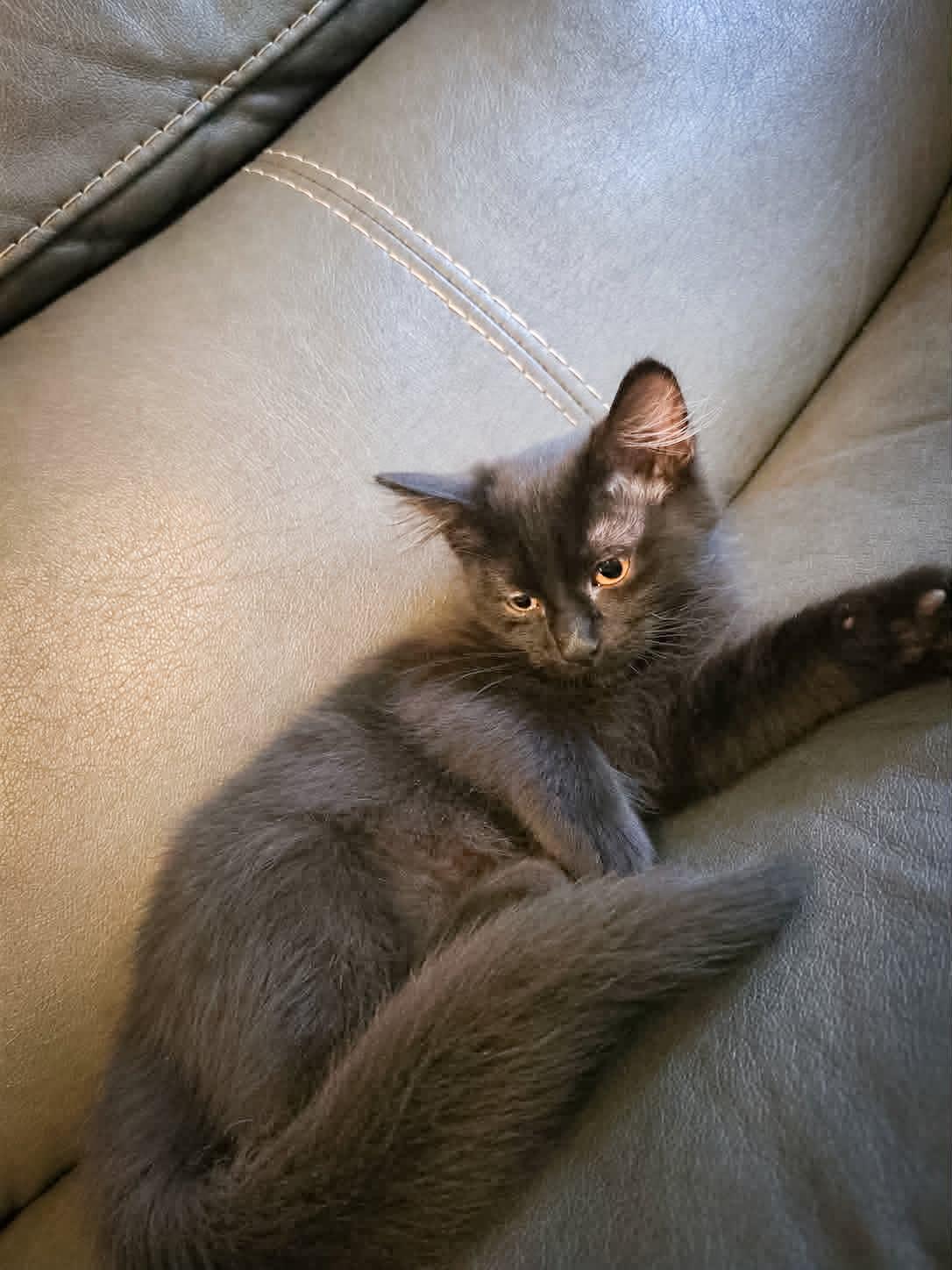 Shadow, ADOPTABLE, Kitten Male Domestic Medium Hair.
