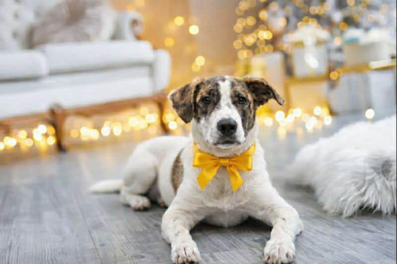Enlarge Bugsy, a Adoptable Terrier in Sanford, FL image 1/3