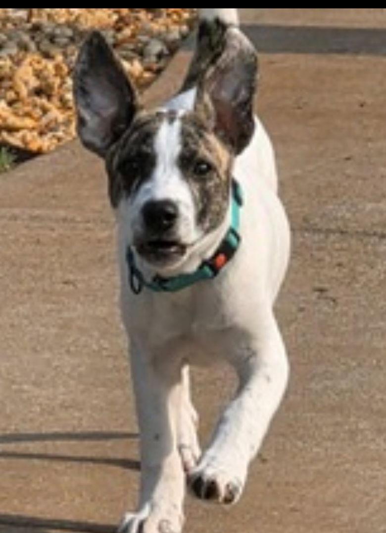 Enlarge Bugsy, a Adoptable Terrier in Sanford, FL image 2/3