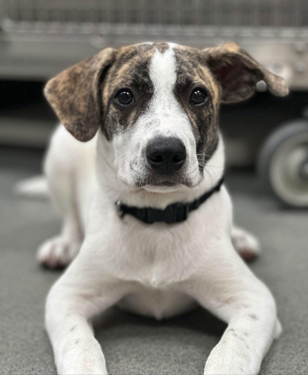 Enlarge Bugsy, a Adoptable Terrier in Sanford, FL image 3/3