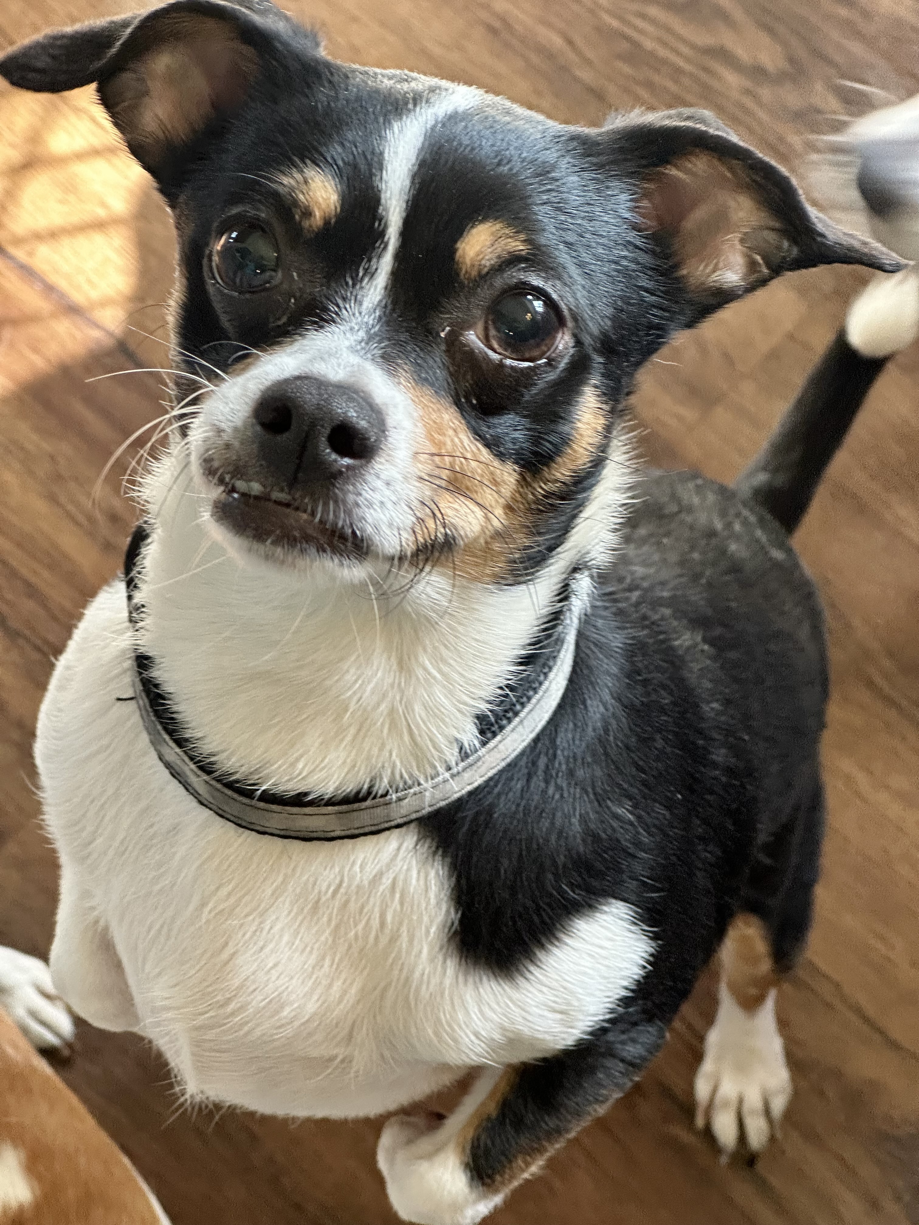 Teddy and Carly, a Adoptable mixed breed in Beaverton, OR image 3/5
