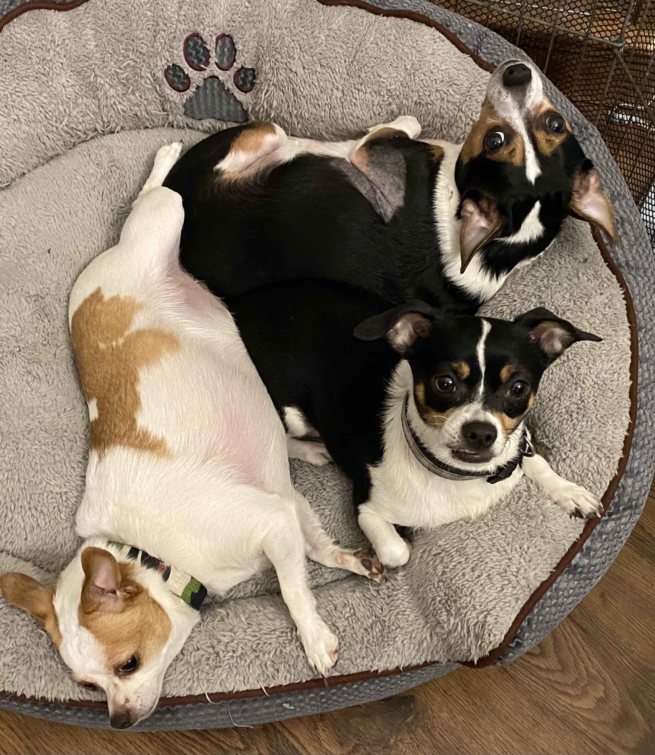 Teddy and Carly, a Adoptable mixed breed in Beaverton, OR image 2/5