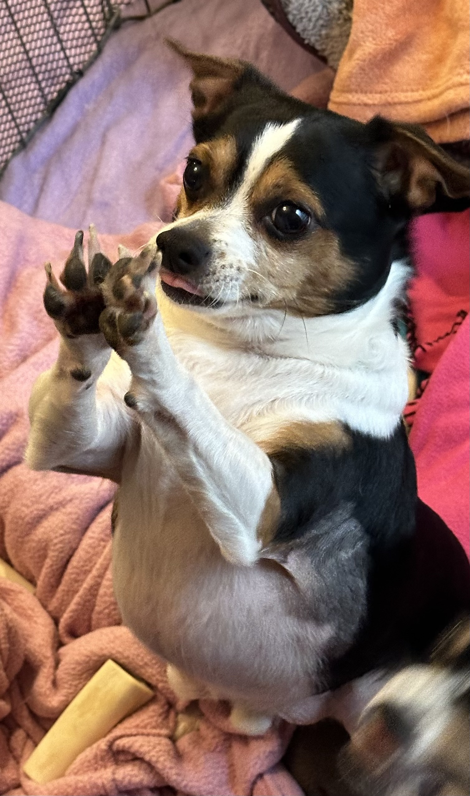 Teddy and Carly, a Adoptable mixed breed in Beaverton, OR image 1/5