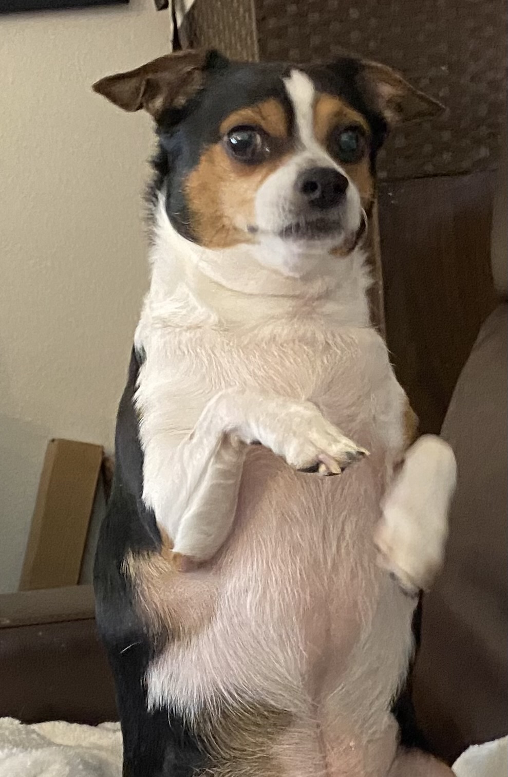 Teddy and Carly, a Adoptable mixed breed in Beaverton, OR image 5/5