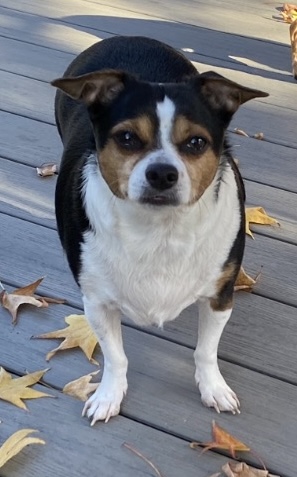 Teddy and Carly, a Adoptable mixed breed in Beaverton, OR image 4/5