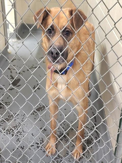 KAISER, Adoptable, Adult Male Labrador Retriever & Mixed Breed.
