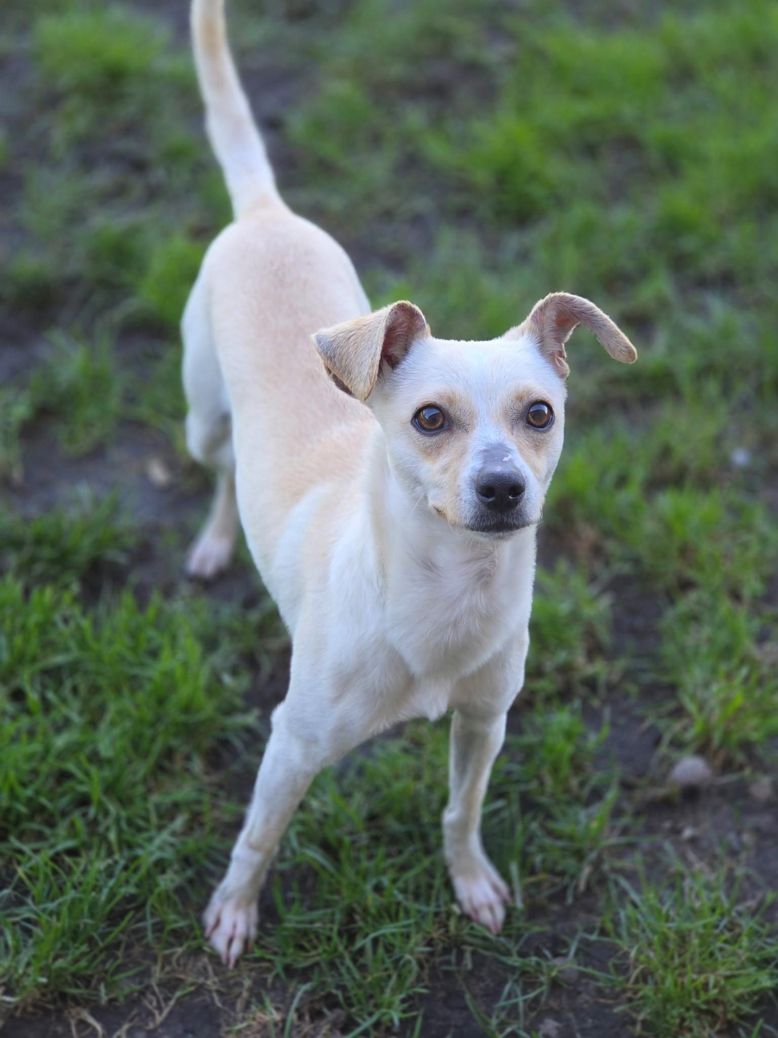 Nala, ADOPTABLE, Young Female Chihuahua.