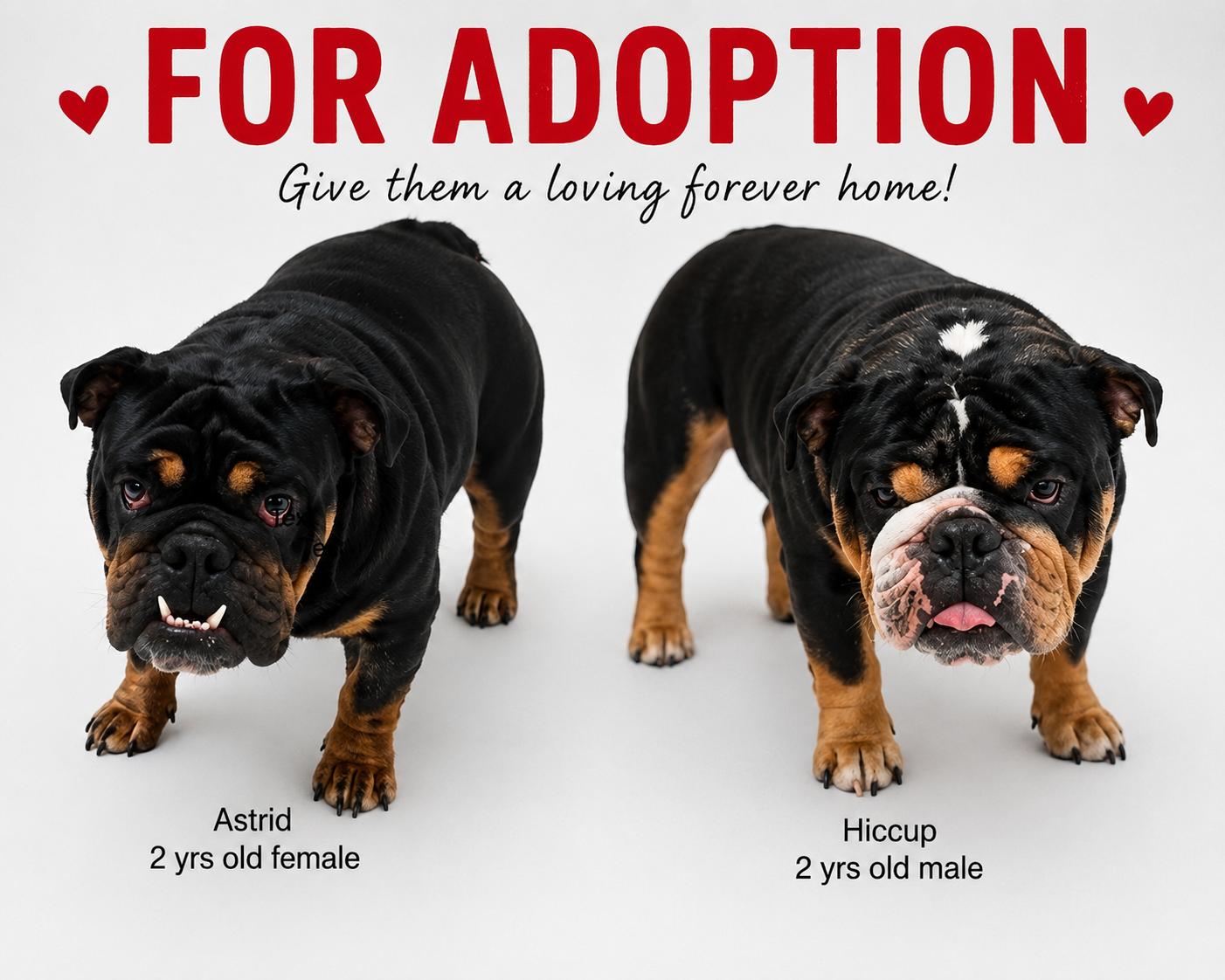 Enlarge Astrid & Hiccup, an adopted English Bulldog in Montclair, NJ image 1/6