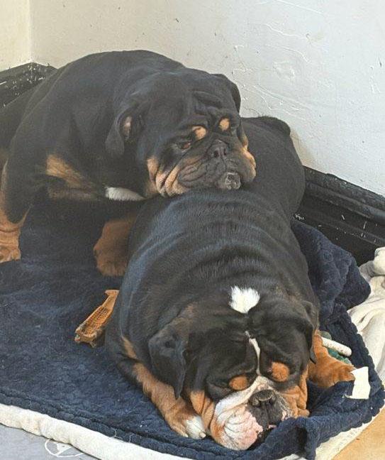Enlarge Astrid & Hiccup, an adopted English Bulldog in Montclair, NJ image 2/6