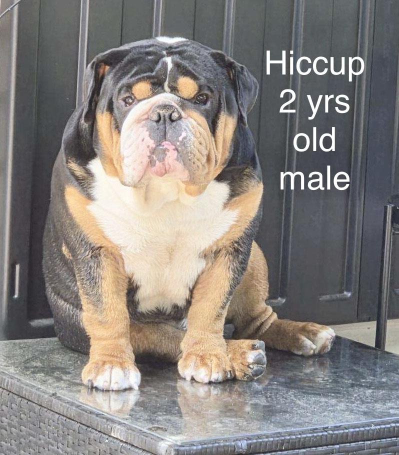 Enlarge Astrid & Hiccup, an adopted English Bulldog in Montclair, NJ image 4/6
