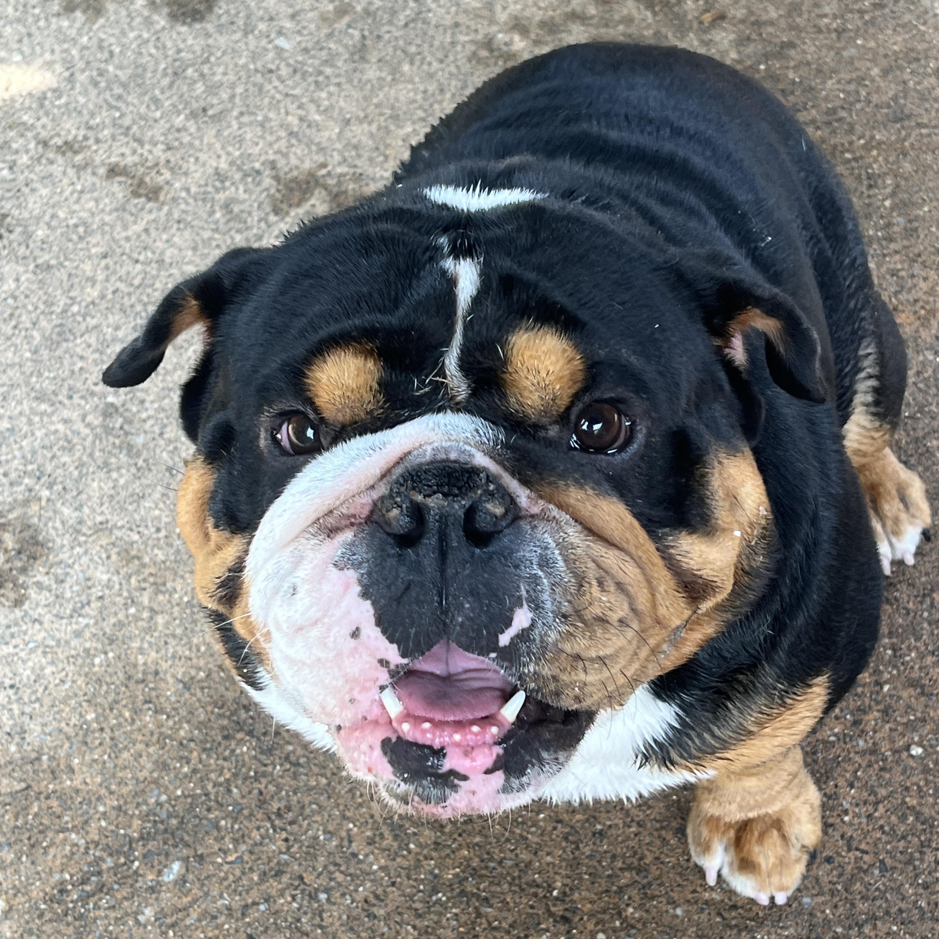 Enlarge Astrid & Hiccup, an adopted English Bulldog in Montclair, NJ image 5/6