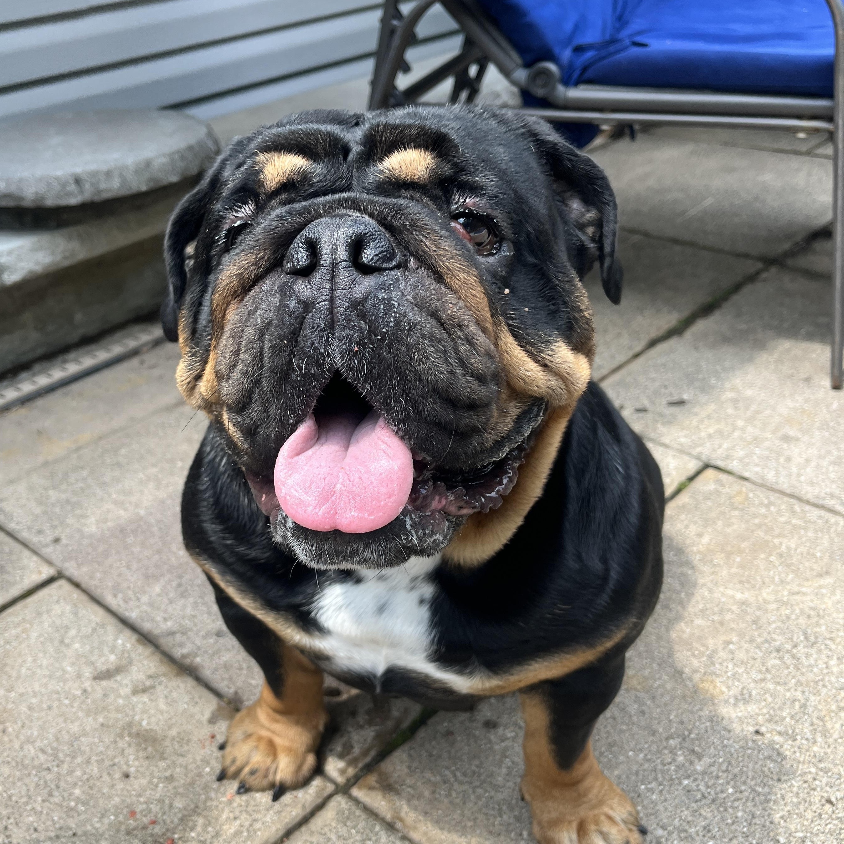 Enlarge Astrid & Hiccup, an adopted English Bulldog in Montclair, NJ image 6/6