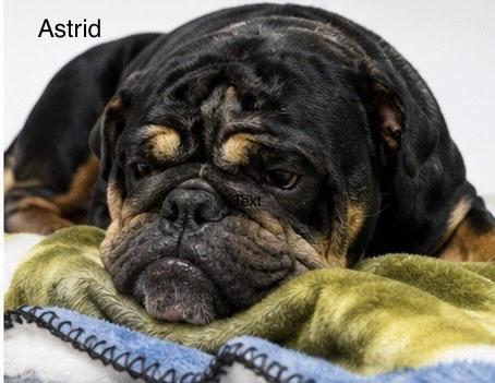 Enlarge Astrid & Hiccup, an adopted English Bulldog in Montclair, NJ image 3/6