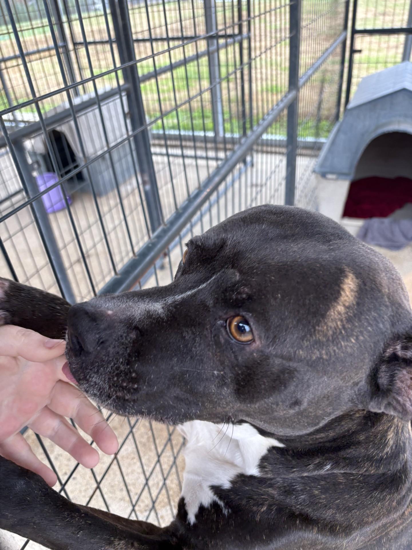 DIESEL, Adoptable, Adult Male Pit Bull Terrier.