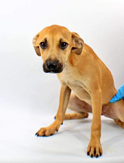 Enlarge Java, a Adoptable mixed breed in Morton Grove, IL image 1/2