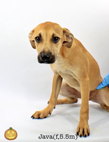 Enlarge Java, a Adoptable mixed breed in Morton Grove, IL image 2/2