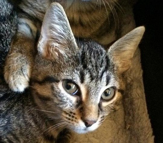 Enlarge Harper, a Adoptable mixed breed in Plantation, FL image 1/2