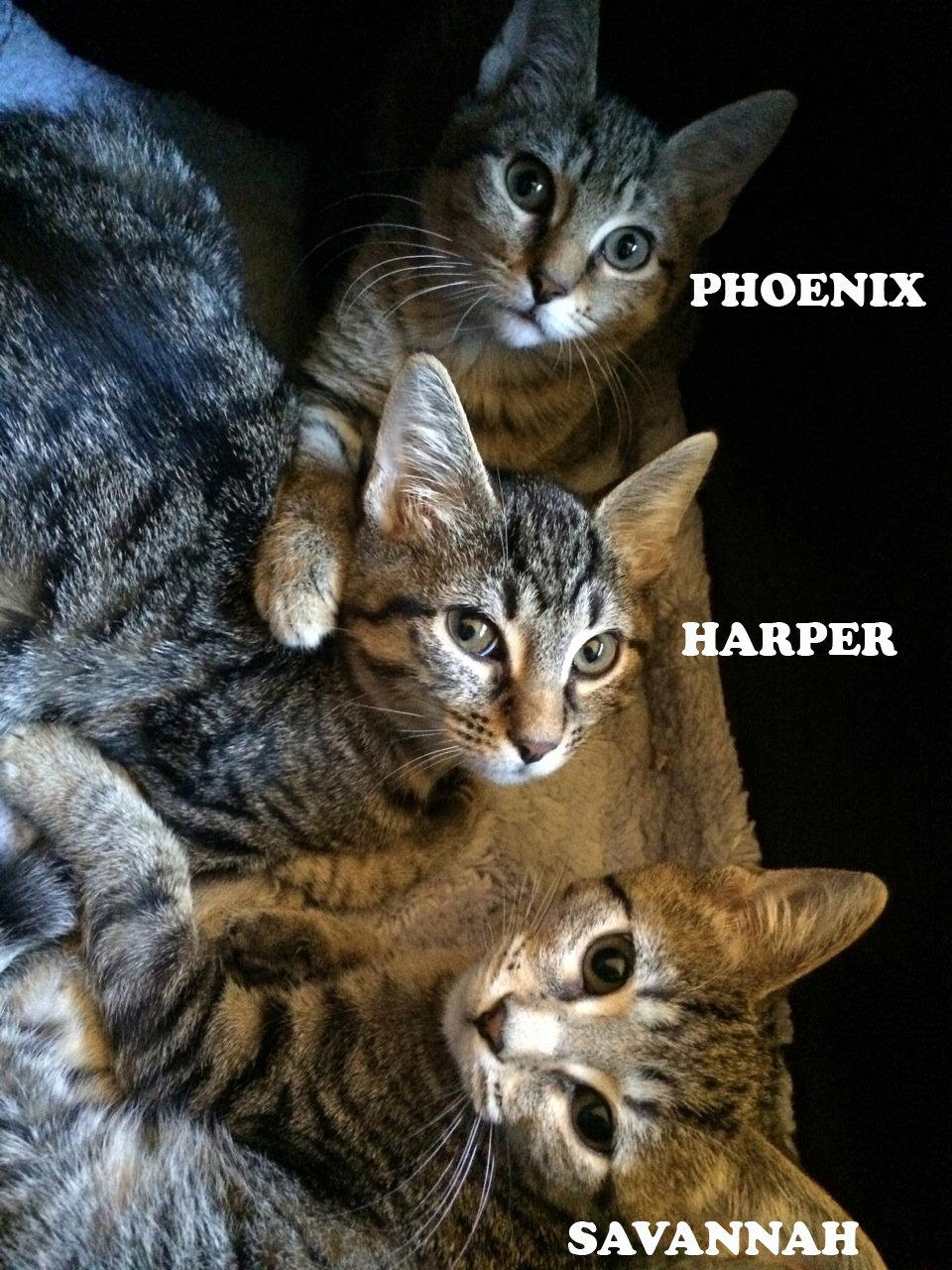 Enlarge Harper, a Adoptable mixed breed in Plantation, FL image 2/2