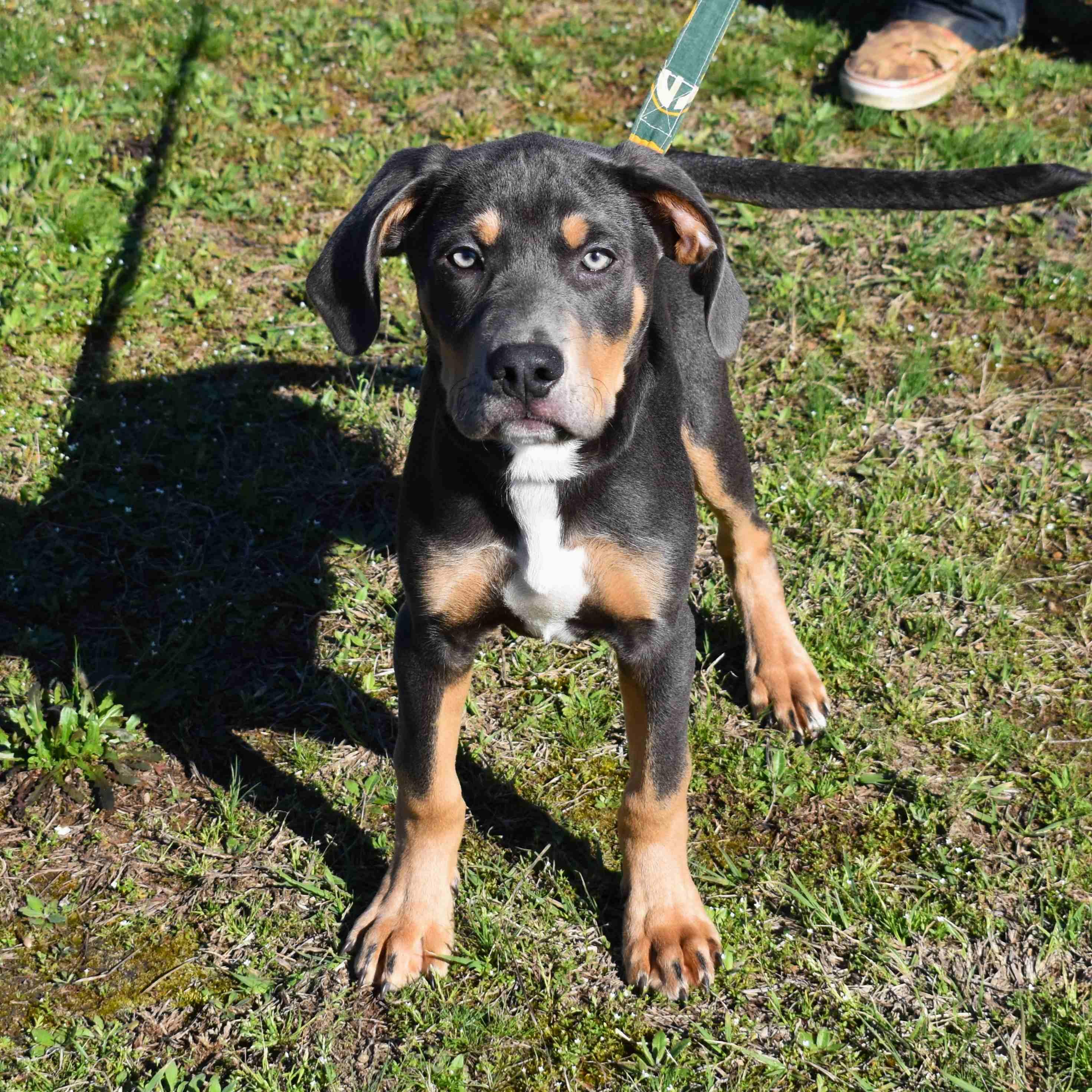 Enlarge Rocky, an adopted Mixed Breed in Searcy, AR image 2/6