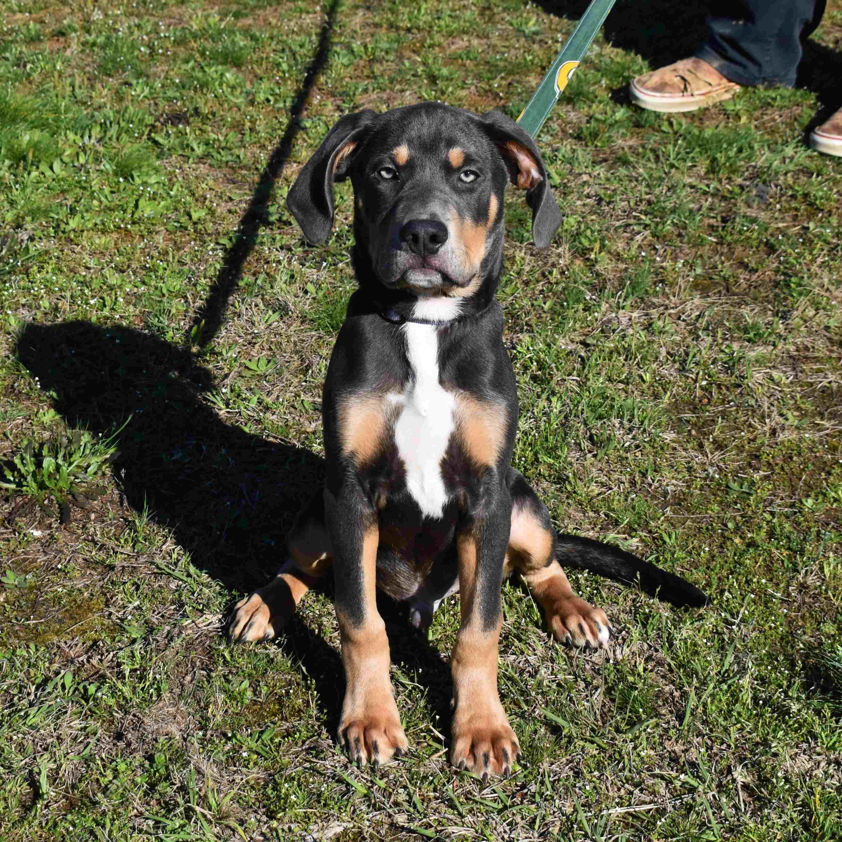Enlarge Rocky, an adopted Mixed Breed in Searcy, AR image 4/6