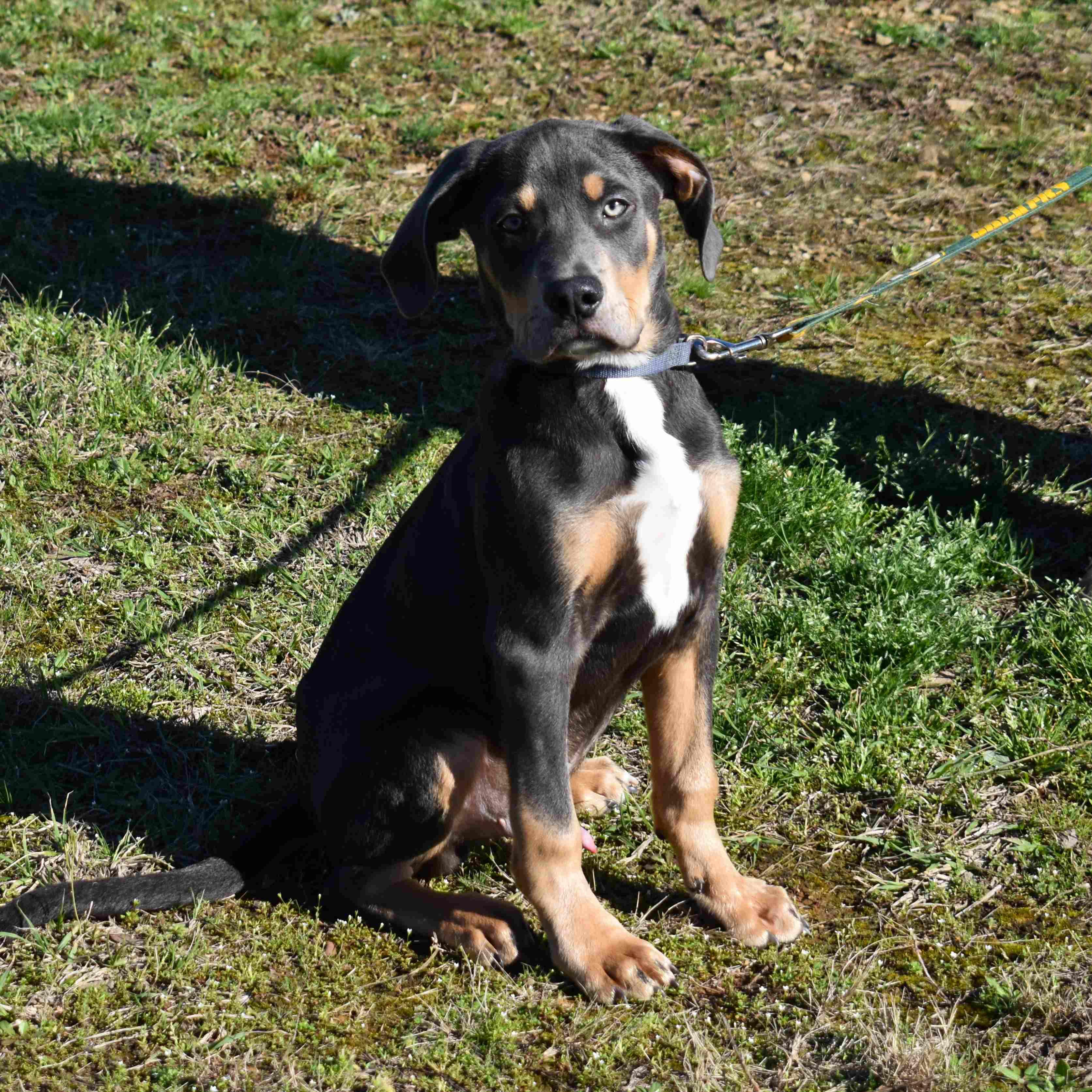 Enlarge Rocky, an adopted Mixed Breed in Searcy, AR image 6/6