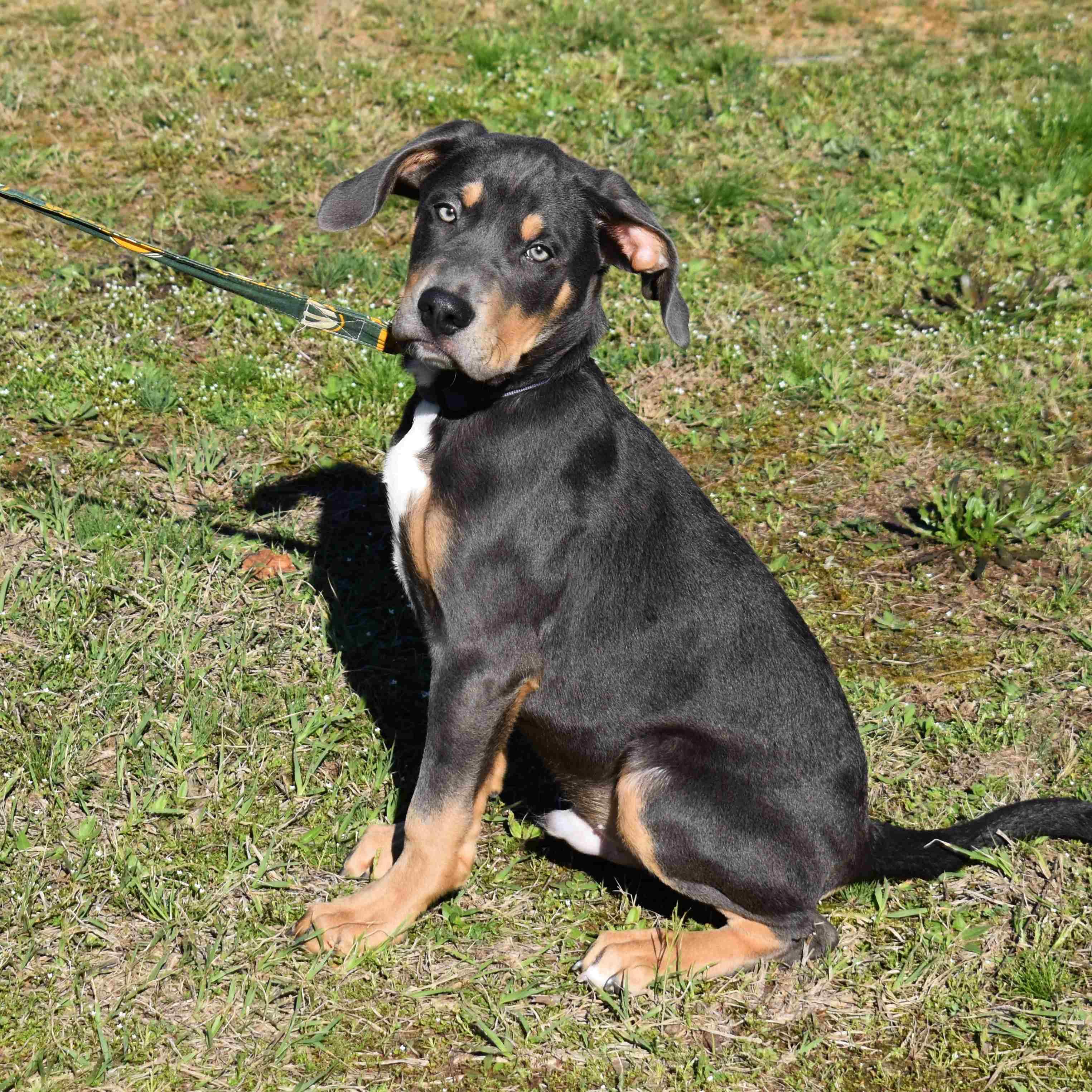Rocky, adopted, Puppy Male Mixed Breed.