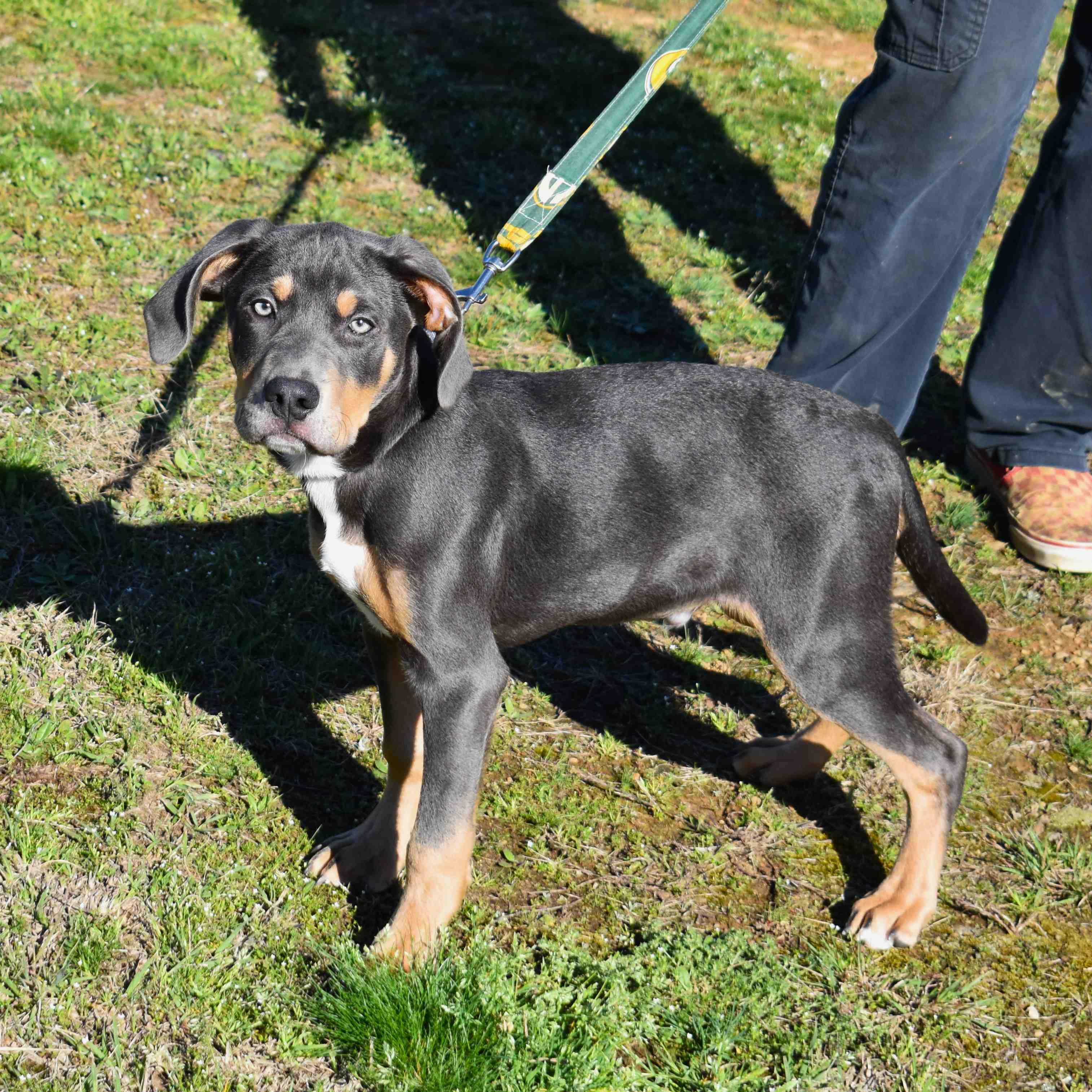 Enlarge Rocky, an adopted Mixed Breed in Searcy, AR image 5/6