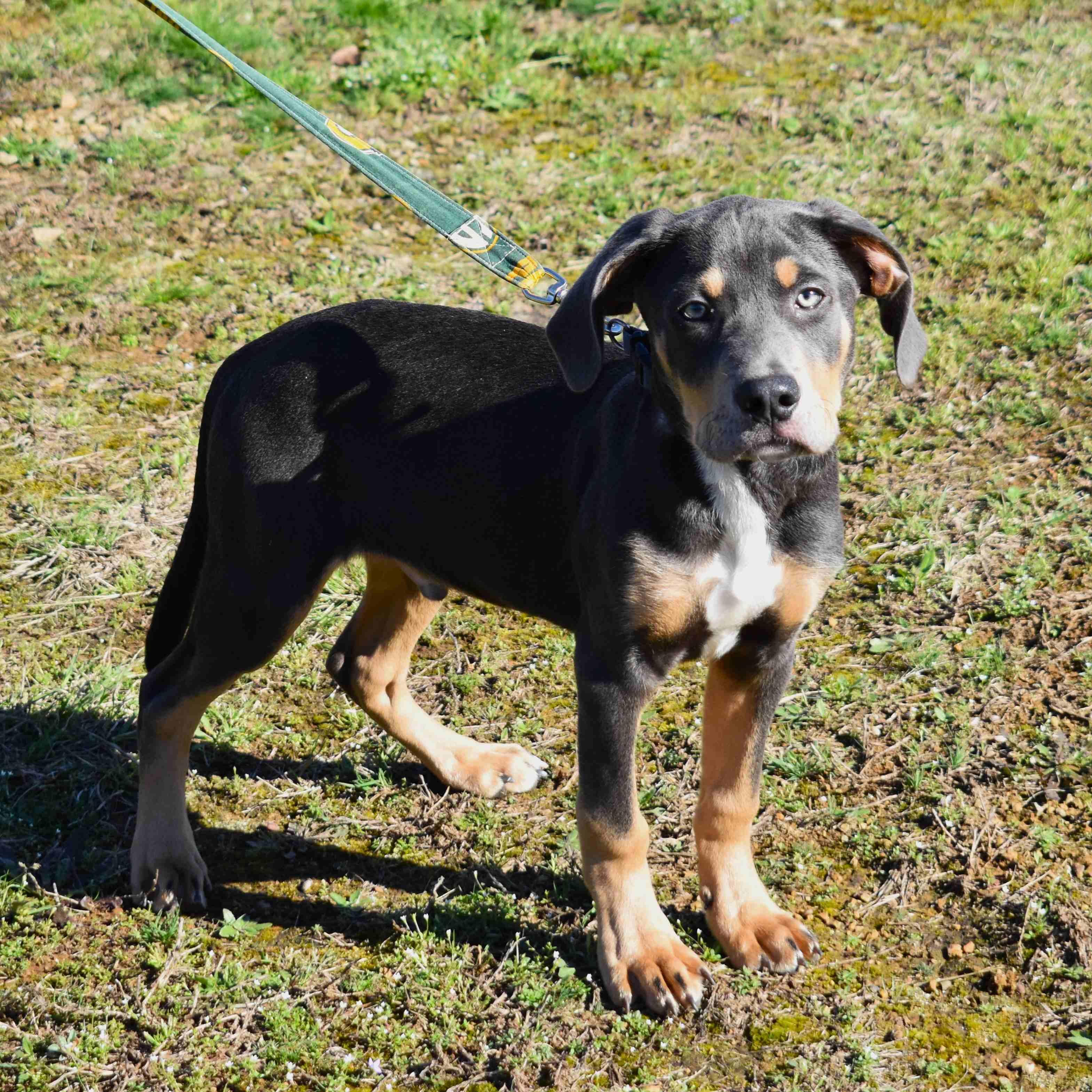 Enlarge Rocky, an adopted Mixed Breed in Searcy, AR image 3/6